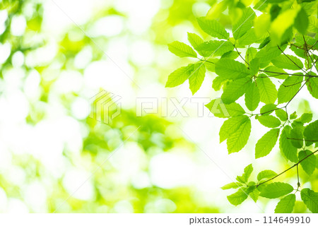 清新的春芽新綠 114649910