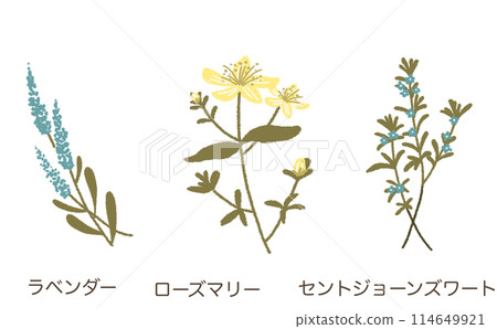 藥草插畫素材集 114649921