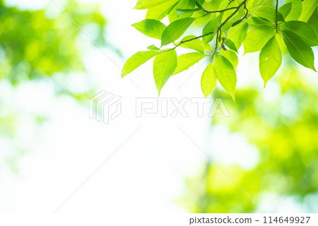 Refreshing spring sprouts Fresh green Refreshing spring sprouts Fresh green 114649927