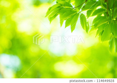 清新的春芽新綠 清新的春芽新綠 114649928
