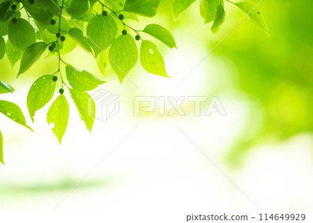 清新的春芽新綠 114649929