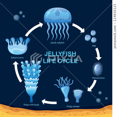 Jellyfish Life Cycle Illustration 114650125