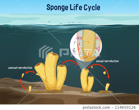 Sponge Life Cycle Illustration Sponge Life Cycle Illustration 114650126