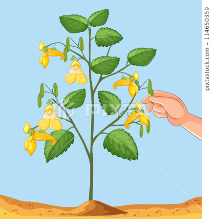Hand Picking Impatiens Seed Pods 114650359