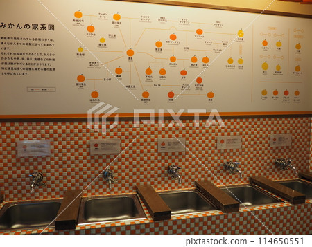 柳橙汁龍頭 道後溫泉 114650551