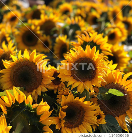 紅色向日葵 114650666