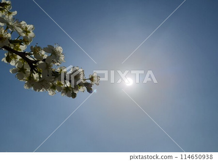 plum plum 114650938