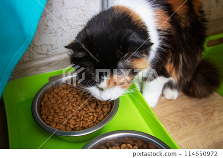 Funny tricolor cat at home, closeup portrait Funny tricolor cat at home, closeup portrait 114650972