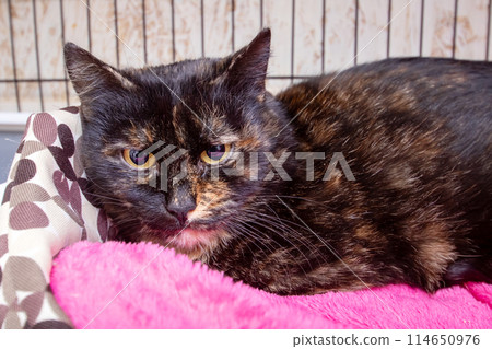 Black cat with whiskers in cage on pink blanket Black cat with whiskers in cage on pink blanket 114650976