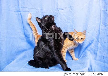 Two Felidae playing on a blue blanket, showing off their whiskers and tails Two Felidae playing on a blue blanket, showing off their whiskers and tails 114650979