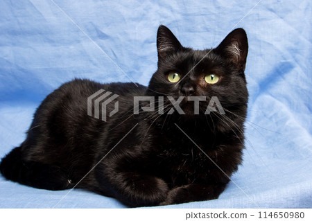Cute black cat on blue background, closeup portrait Cute black cat on blue background, closeup portrait 114650980
