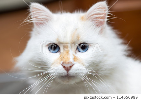 Closeup of a small white Felidae with blue iris and whiskers by the window Closeup of a small white Felidae with blue iris and whiskers by the window 114650989