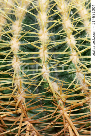 Macro photo of a terrestrial plant with electric blue thorns in a closeup shot Macro photo of a terrestrial plant with electric blue thorns in a closeup shot 114651004