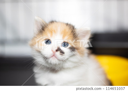 Scottish fold calico kitten with blue eyes gazing at the camera 114651037