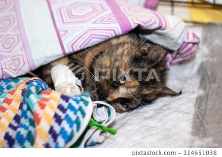 A felidae with a leg bandage resting under a cozy textile blanket 114651038