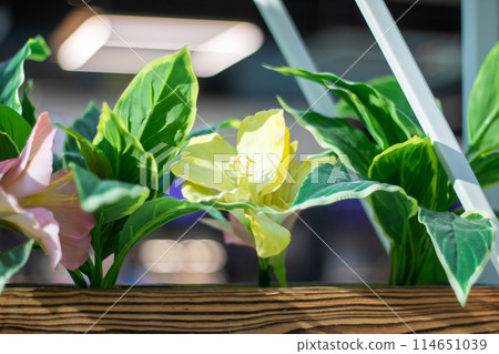 A Flower is encircled by Leaves in a Wood Flowerpot 114651039