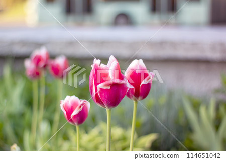 Closeup of a pink and white tulip in a natural landscape 114651042