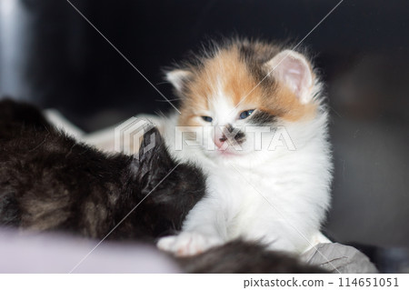 A calico Felidae kitten with blue eyes among other small to mediumsized cats 114651051