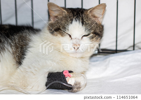 Sad gray cat with catheter on paw Sad gray cat with catheter on paw 114651064
