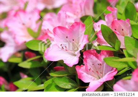 可愛的小月,粉紅色包邊 可愛的小月,粉紅色包邊 114651214