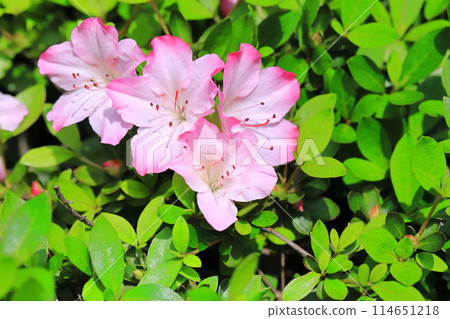 Adorable Satsuki with pink edging Adorable Satsuki with pink edging 114651218
