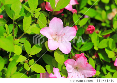 可愛的小月,粉紅色包邊 可愛的小月,粉紅色包邊 114651219