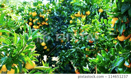 A mandarin orange tree full of autumn flavors in a mandarin orange orchard A mandarin orange tree full of autumn flavors in a mandarin orange orchard 114651237