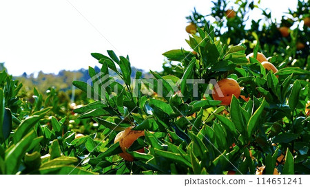 A mandarin orange tree full of autumn flavors in a mandarin orange orchard A mandarin orange tree full of autumn flavors in a mandarin orange orchard 114651241