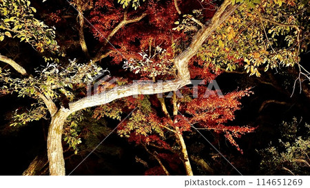 Autumn foliage around Awamatano Falls on an autumn evening in Yoro Valley, Otaki Town, Chiba Prefecture Autumn foliage around Awamatano Falls on an autumn evening in Yoro Valley, Otaki Town, Chiba Prefecture 114651269