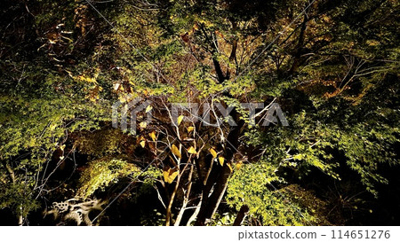 Autumn foliage around Awamatano Falls on an autumn evening in Yoro Valley, Otaki Town, Chiba Prefecture Autumn foliage around Awamatano Falls on an autumn evening in Yoro Valley, Otaki Town, Chiba Prefecture 114651276