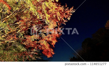 Autumn foliage around Awamatano Falls on an autumn evening in Yoro Valley, Otaki Town, Chiba Prefecture Autumn foliage around Awamatano Falls on an autumn evening in Yoro Valley, Otaki Town, Chiba Prefecture 114651277