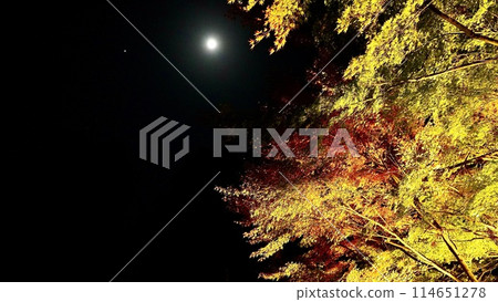 千葉縣大瀧町養老谷,秋夜粟又瀑布附近的秋葉 千葉縣大瀧町養老谷,秋夜粟又瀑布附近的秋葉 114651278