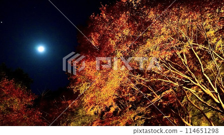 Autumn foliage around Awamatano Falls on an autumn evening in Yoro Valley, Otaki Town, Chiba Prefecture Autumn foliage around Awamatano Falls on an autumn evening in Yoro Valley, Otaki Town, Chiba Prefecture 114651298