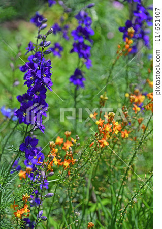 花蘆薈和飛燕草 114651407