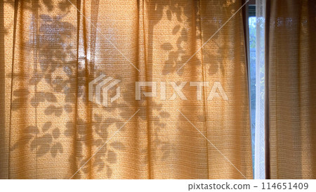 沐浴在早晨陽光下的窗簾和植物的輪廓 114651409