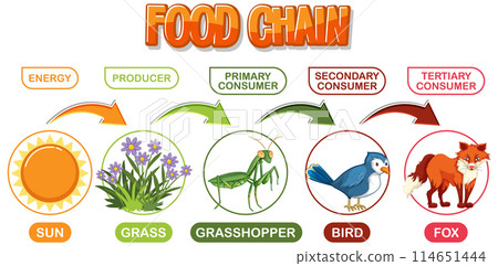 Food Chain Diagram Illustration 114651444