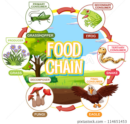 Illustrated Food Chain Diagram 114651453