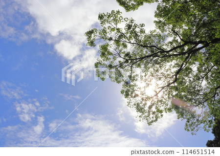 Fresh green trees, blue sky with clouds, sun Fresh green trees, blue sky with clouds, sun 114651514