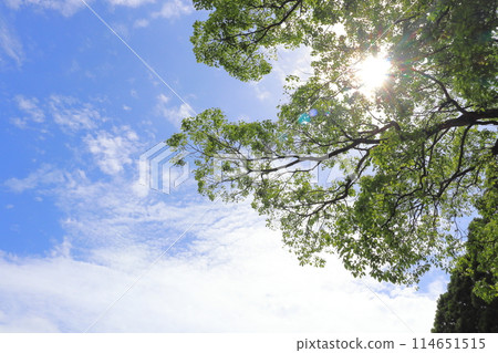 Fresh green trees, blue sky with clouds, sun Fresh green trees, blue sky with clouds, sun 114651515