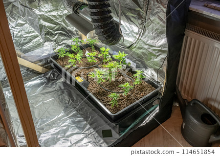 Medical Cannabis Sativa plants growing indoors Lab system legal light drugs medication medicine concept selective focus 114651854