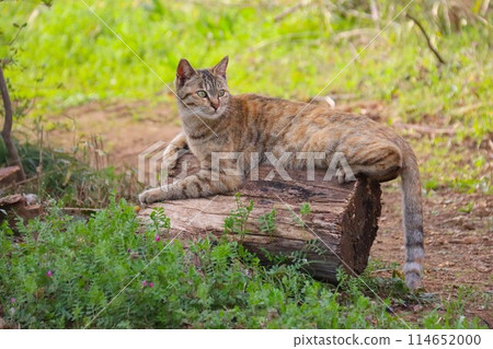 A stray cat in a rural area turns around on a stump 114652000