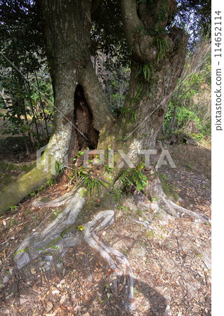 樹的銹 114652114