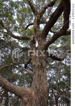 Rust of the tree 114652122