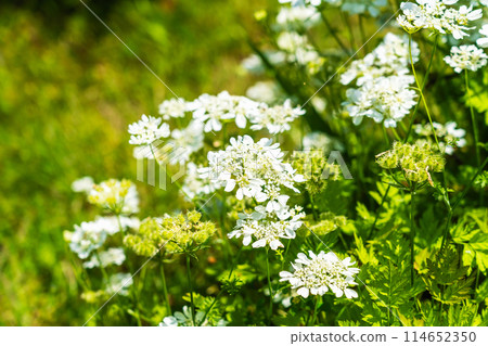 純白色蕾絲花奧拉雅 純白色蕾絲花奧拉雅 114652350