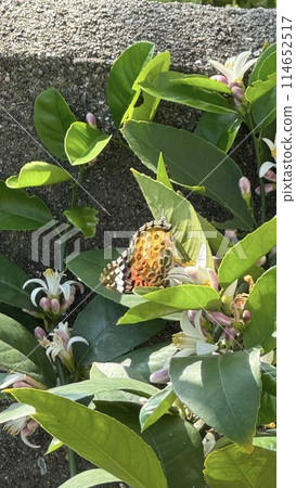 Lemon with butterfly 114652517