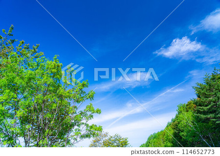 [Early summer material] Fresh green and blue sky [Nagano Prefecture] 114652773