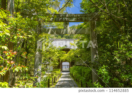 Kyoto Konchi-in Temple: Tower gate surrounded by fresh greenery, Toshogu Shrine approach 114652885