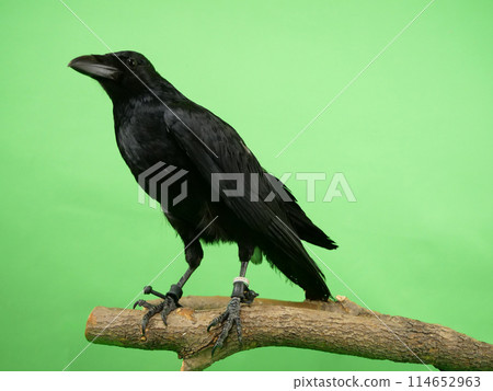 Carrion crow perched on a tree branch Carrion crow perched on a tree branch 114652963