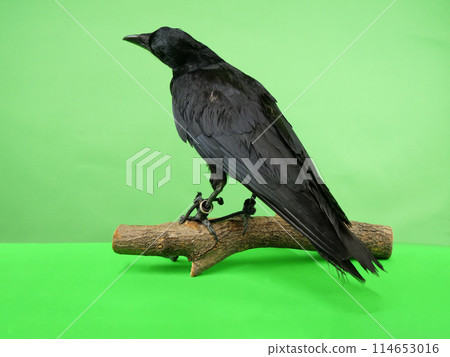 烏鴉在樹上 114653016