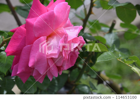 玫瑰（Tsuru Eden Rose） 114653100